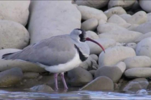 Drób serpelv - różnorodność kulikowa
